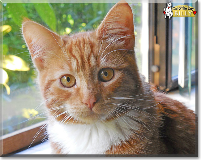 Billy the Orange tabby mix, the Cat of the Day