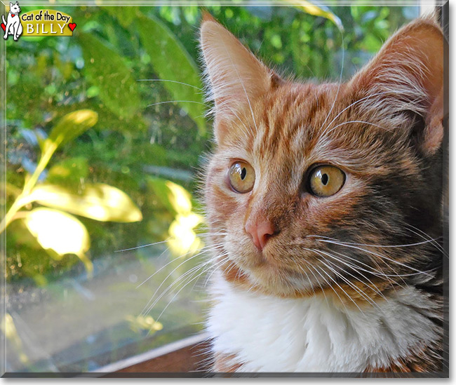 Billy the Orange tabby mix, the Cat of the Day