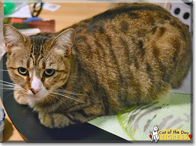 Tigress the Tabby mix, the Cat of the Day