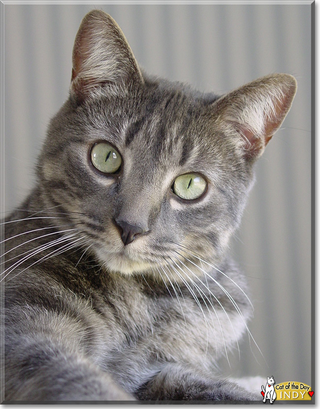 Indy the Silver Tabby, the Cat of the Day
