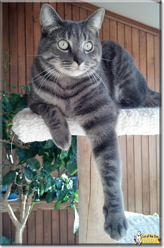 Indy the Silver Tabby, the Cat of the Day