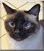 Lucy the Siamese Cat