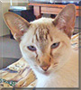 Persia the Tabby Point Siamese
