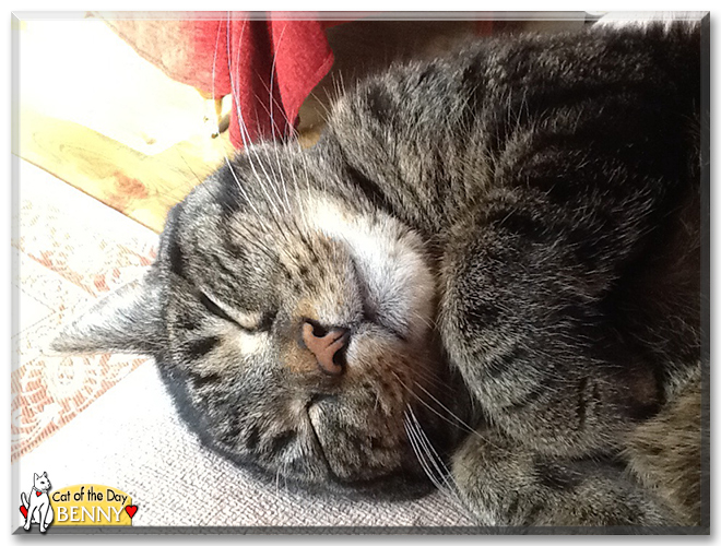 Benny the British Shorthair Tabby, the Cat of the Day