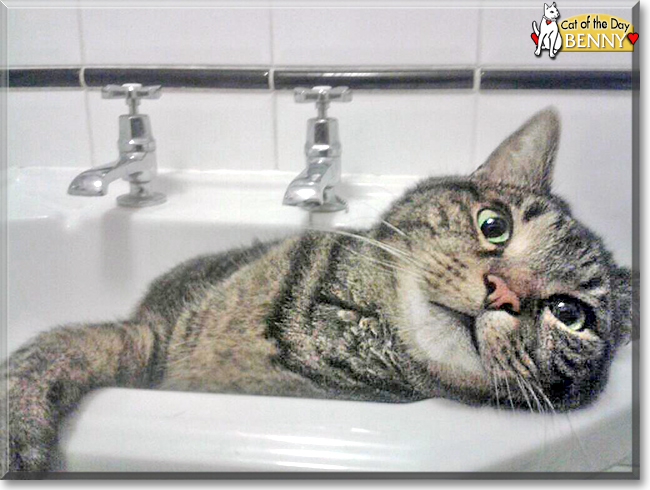 Benny the British Shorthair Tabby, the Cat of the Day