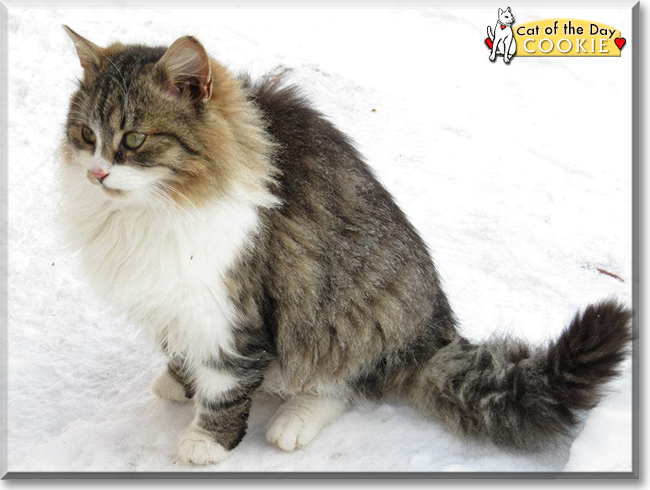 Cookie the Long-haired Cat, the Cat of the Day