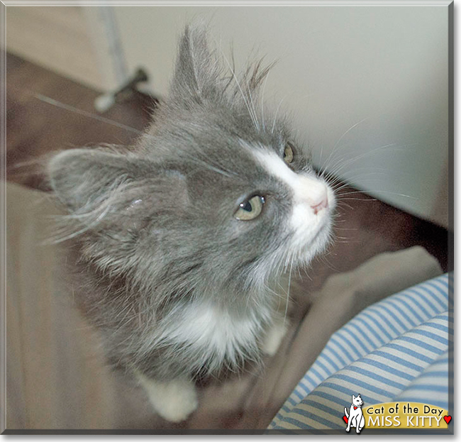 Miss Kitty the Domestic Longhair, the Cat of the Day