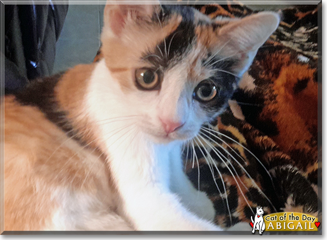 Abigail the Calico, the Cat of the Day