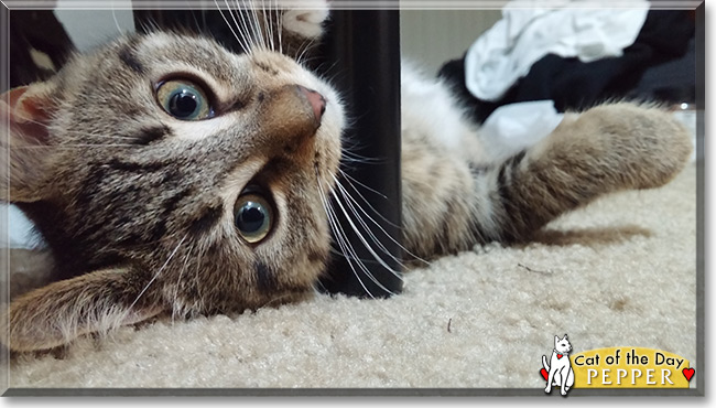 Pepper the Manx/Bobtail Tabby mix the Cat of the Day
