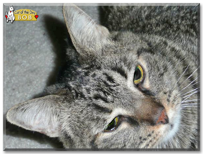 Bob the Brown Tabby the Cat of the Day