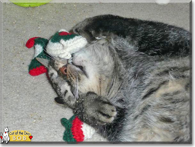 Bob the Brown Tabby the Cat of the Day