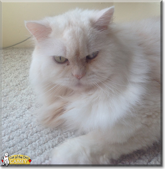 Camey the Persian the Cat of the Day