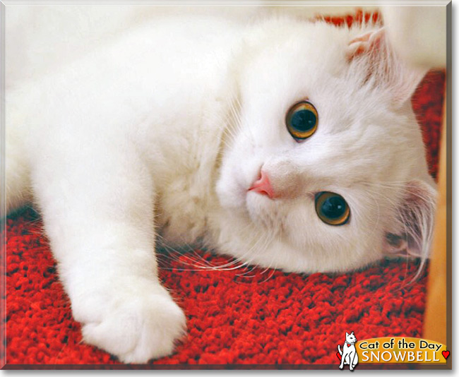 Snowbell the Persian Cat