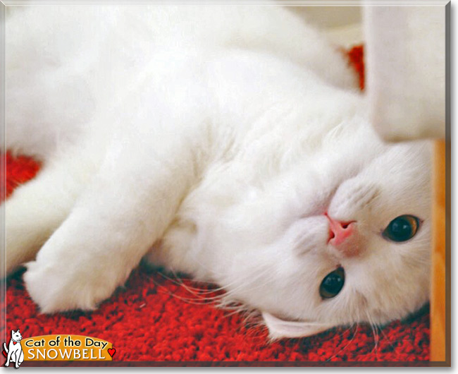 Snowbell the Persian Cat, the Cat of the Day