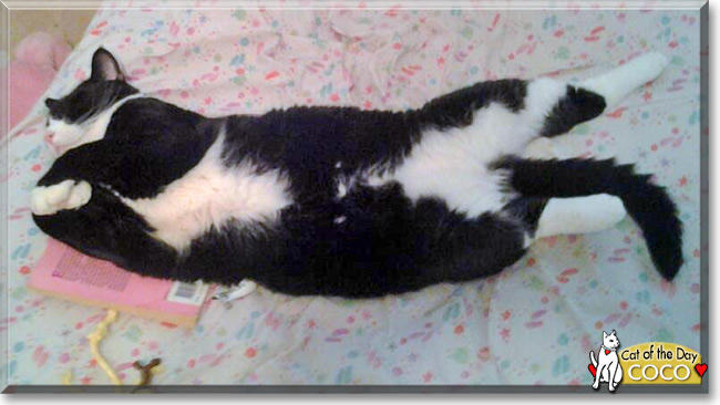 Coco the Tuxedo Cat, the Cat of the Day