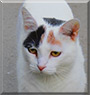 Patches the Bicolor Tabby