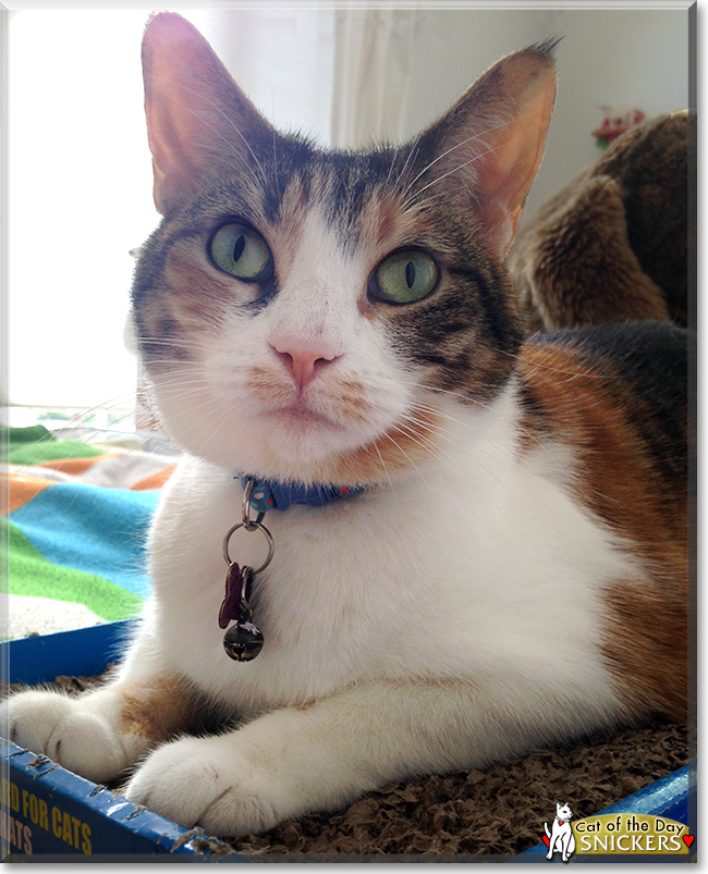 Snickers the Shorthair Calico Tabby