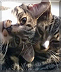 Elvis and Koji the Tabby Cats
