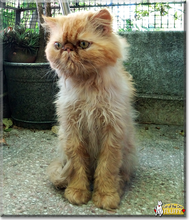 Fluffy the Persian