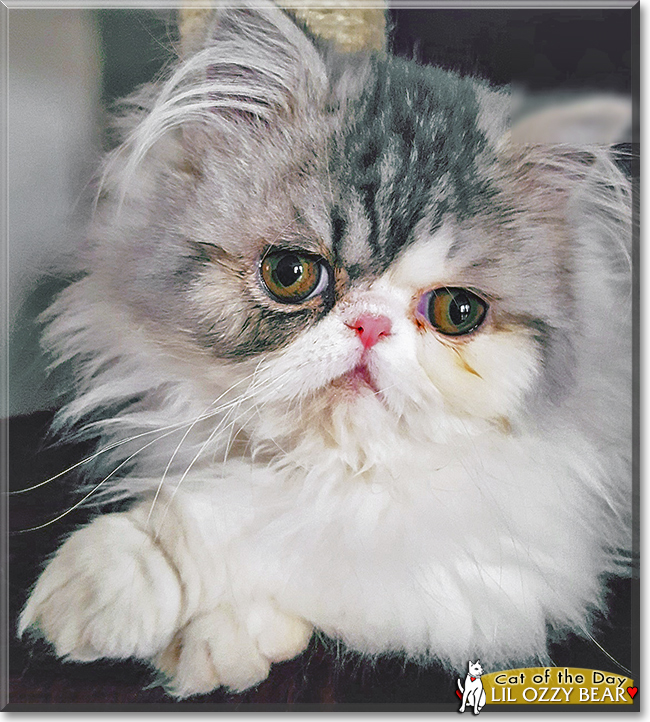 Lil Ozzy Bear the Persian