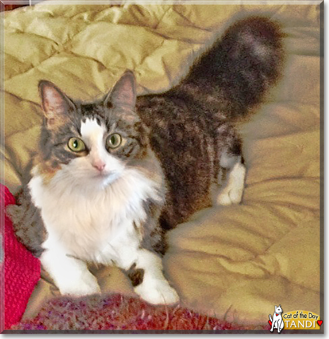Tandi the Maine Coon mix