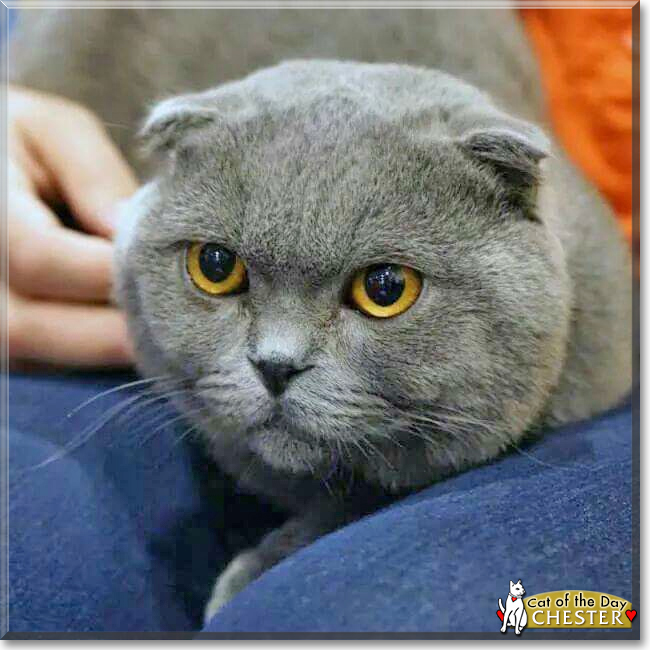Sir Chester the Scottish Fold