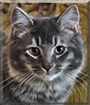 Martin the Bobtail Cat