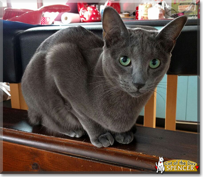 Spencer the Russian Blue/Siamese