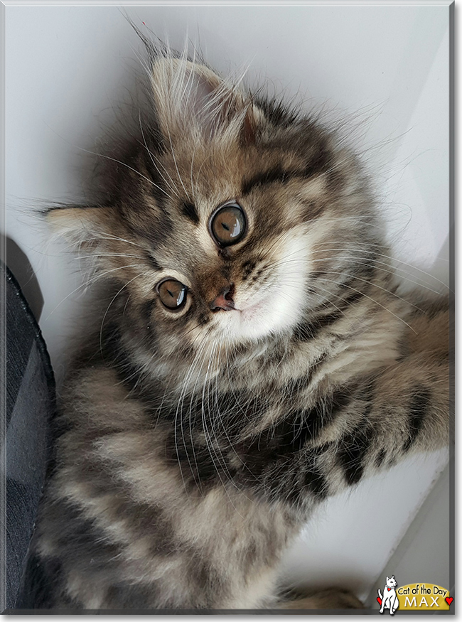 Max the Maine Coon, Tabby mix