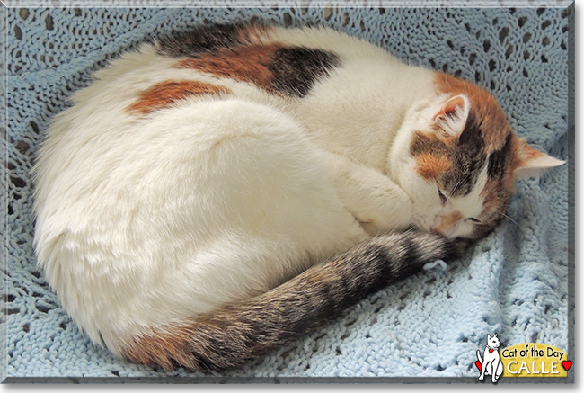 Calle the Calico Domestic Shorthair