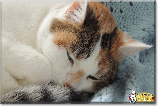 Calle the Calico Domestic Shorthair