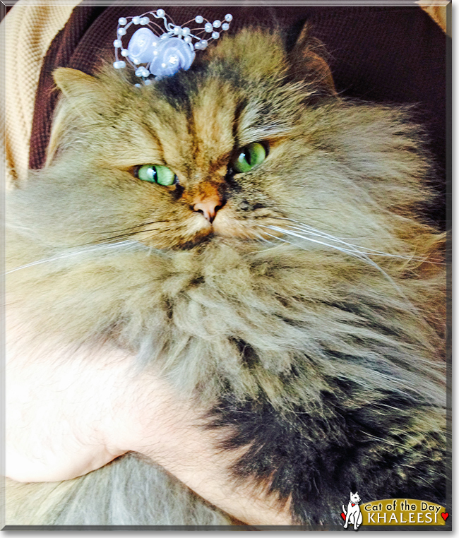 Khaleesi the Persian Cat