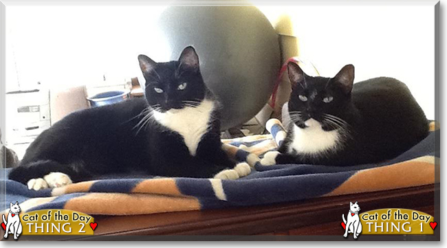 Thing 1, Thing 2 the Tuxedo Cats