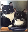 Thing 1, Thing 2 the Tuxedo Cats