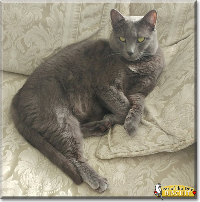 Biscuit the Russian Blue/Siamese Mix 