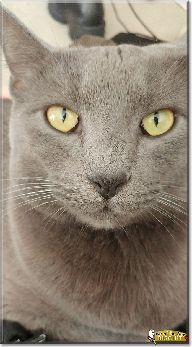 Biscuit the Russian Blue/Siamese Mix