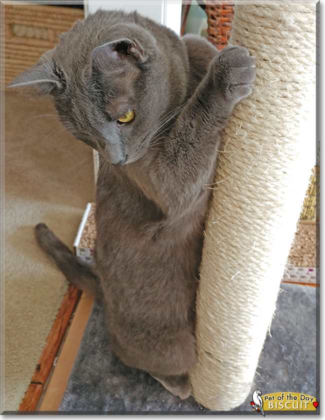 Biscuit the Russian Blue/Siamese Mix