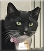 Minnie the Tuxedo Cat
