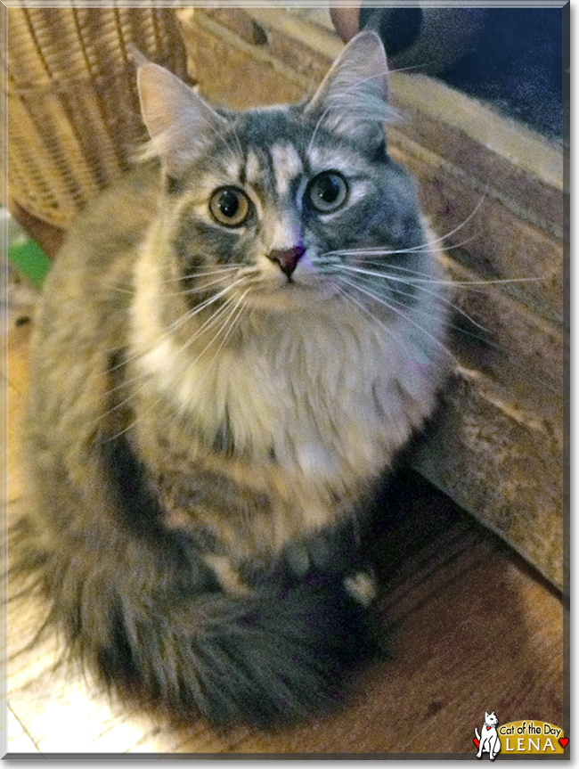 Lena  the Maine Coon mix