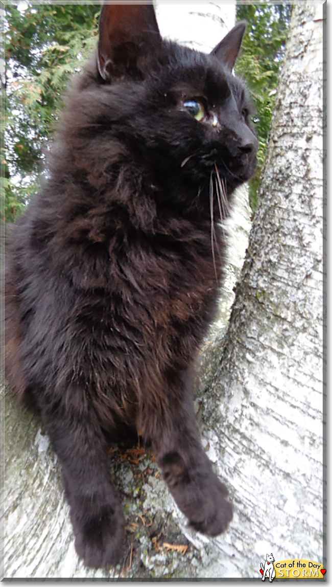 Storm the Domestic Longhair, the Cat of the Day