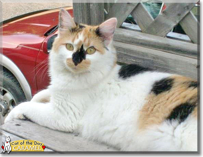 Caramel the Longhair Calico, the Cat of the Day