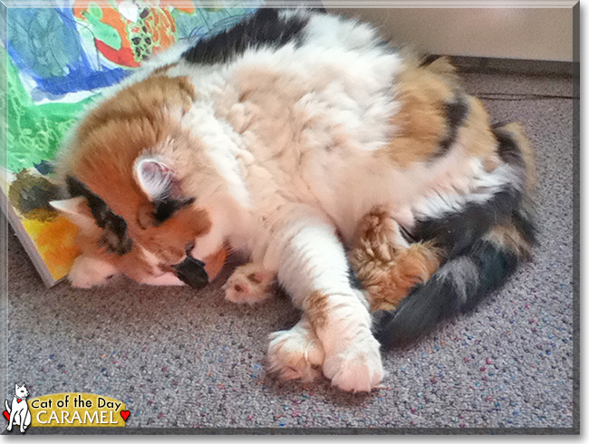 Caramel the Longhair Calico, the Cat of the Day