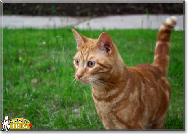 Trig the Orange Tabby, the Cat of the Day