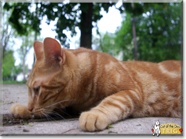 Trig the Orange Tabby, the Cat of the Day