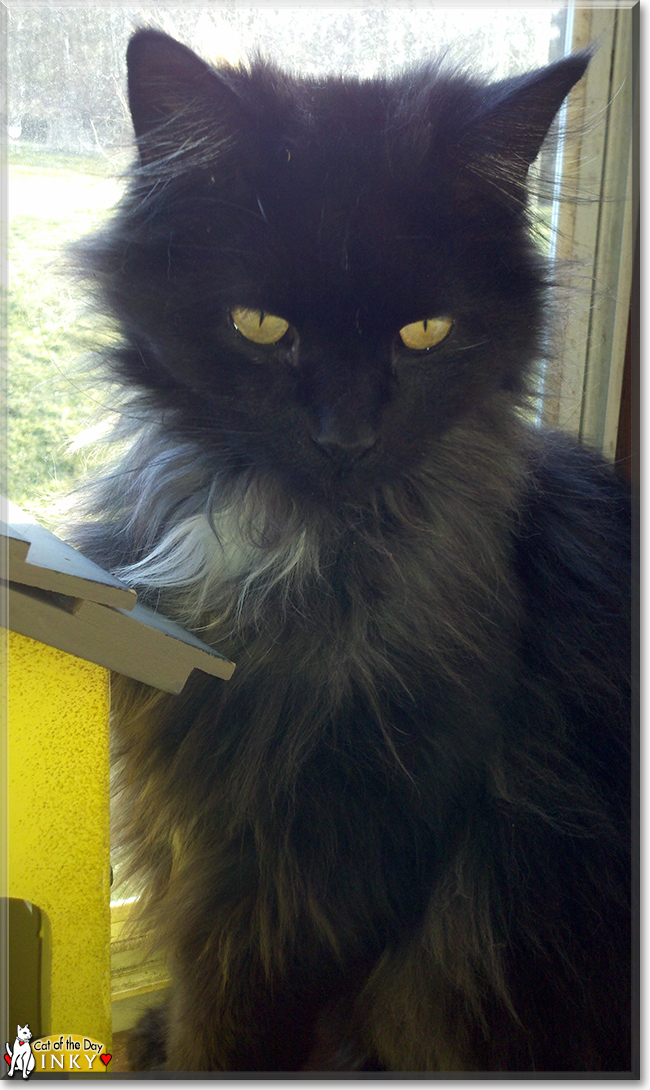 Inky the Himalayan mix, the Cat of the Day