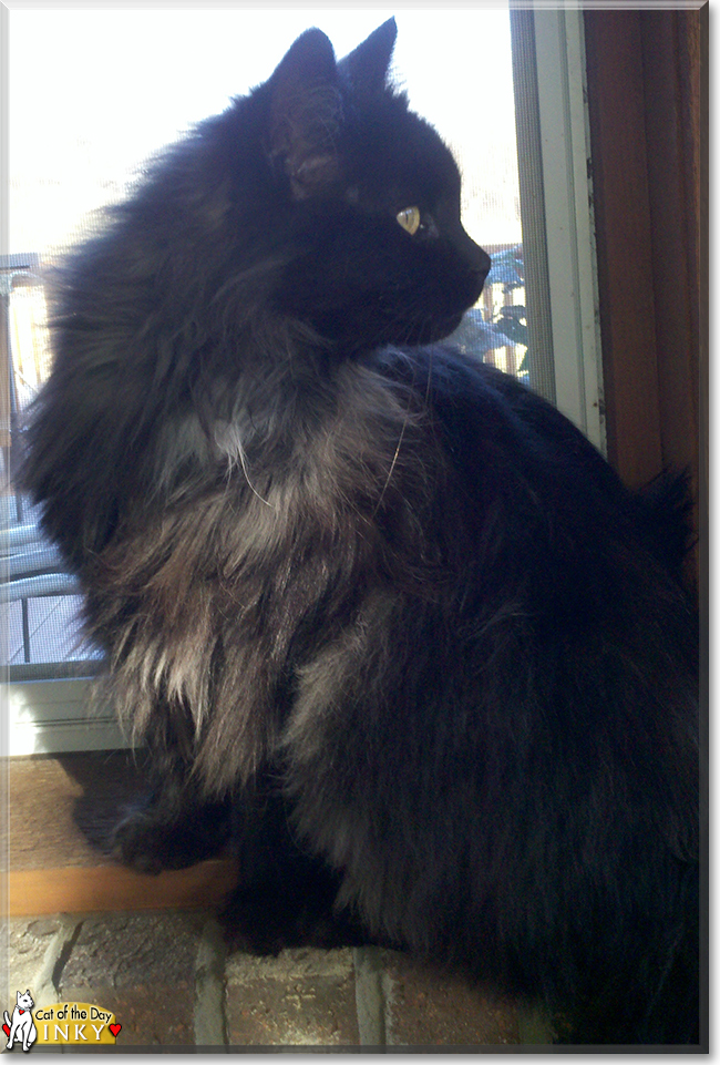Inky the Himalayan mix, the Cat of the Day