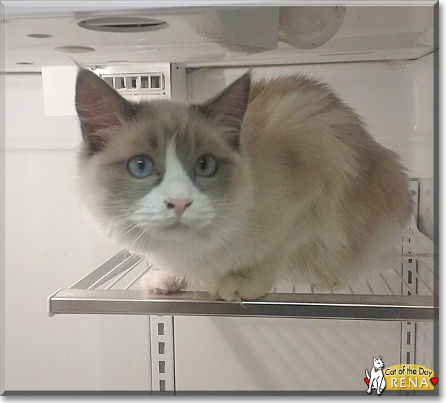 Rena the Ragdoll, the Cat of the Day