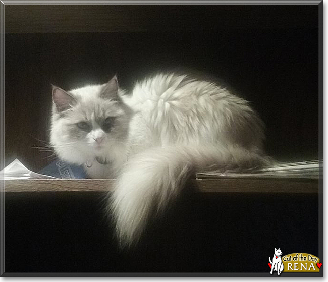 Rena the Ragdoll, the Cat of the Day