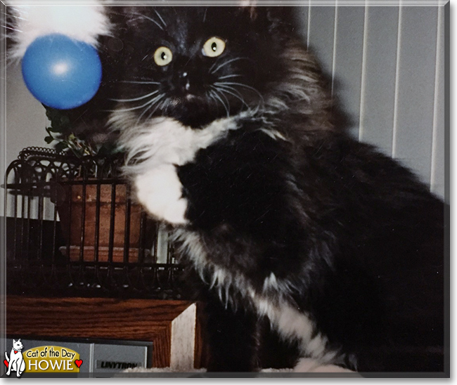 Howie the Longhair Tuxedo, the Cat of the Day