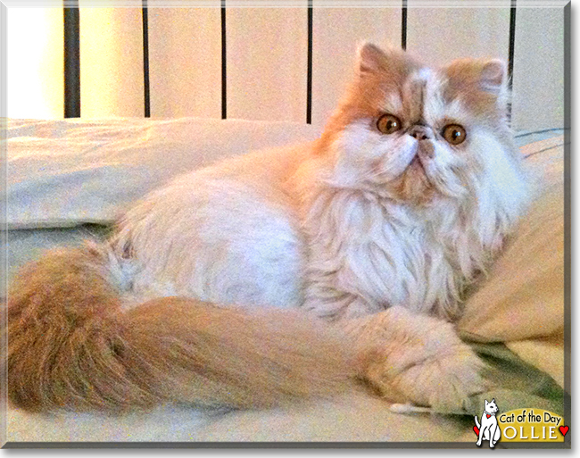 Ollie the Persian Cat, the Cat of the Day